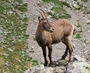 Pizzo dei Tre Signori (2554 m) dalla Val d’Inferno fiorita-24lu24 - fotogallery